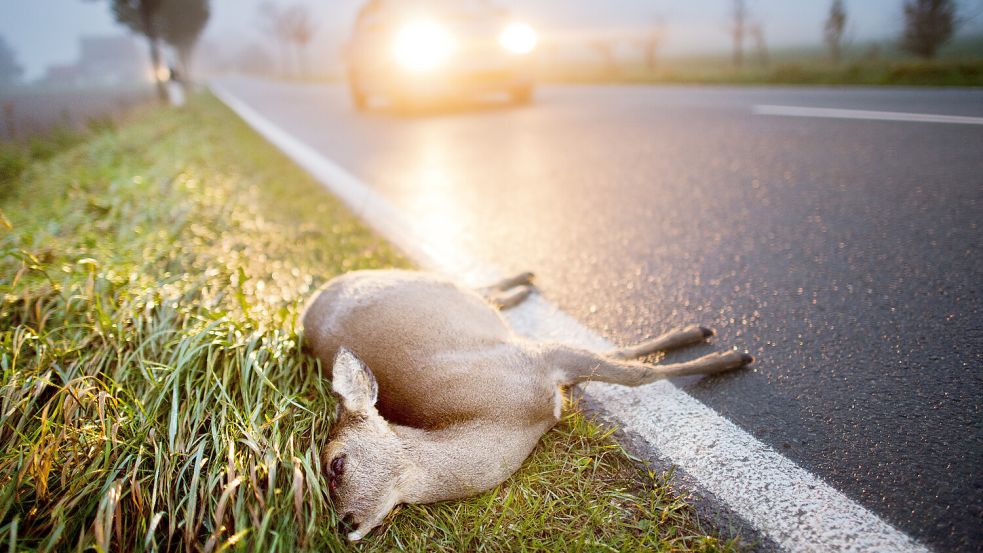 Die angefahrenen Tiere sollten Autofahrer unbedingt in Ruhe lassen. Sie zu entfernen ist Aufgabe der Jagdpächter. Foto: Julian Stratenschulte/dpa