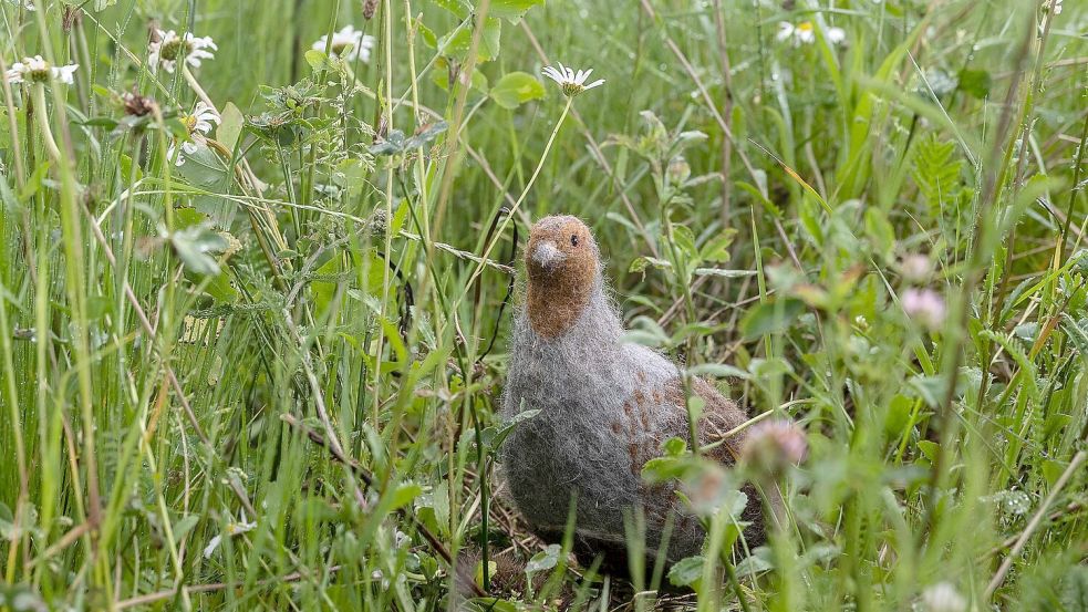 Das in seinem Bestand gefährdete Rebhuhn ist zum Vogel des Jahres gewählt worden. (Archivbild) Foto: Swen Pförtner