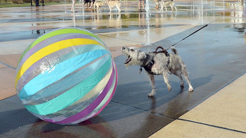 Ein Ball ist für etliche Hunde ein höchst verführerisches Objekt. (Archivbild) Foto: Don Campbell/The Herald-Palladiu