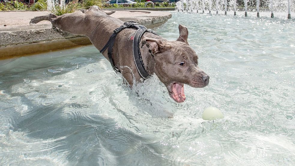 Manche Hunde stoppen ihr Spiel auch bei völliger Überanstrengung oder Verletzung nicht. (Archivbild) Foto: Taneèek David/CTK/dpa
