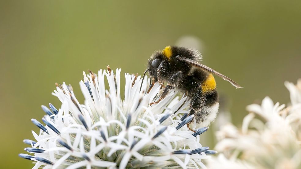 Zehn Prozent der Wildbienen sind in Europa bedroht (Archivbild) Foto: Silas Stein