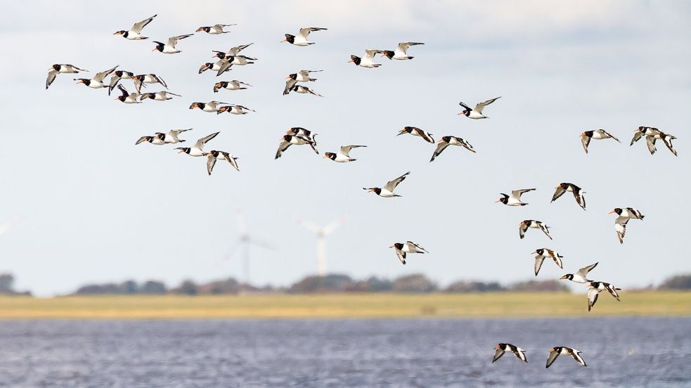 Die IUCN hat mit Blick auf den Schutz des Wattenmeers einige Bedenken (Archivbild) Foto: Frank Molter