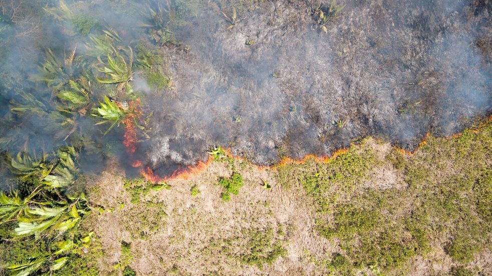 Flammen breiten sich in einem Amazonas-Gebiet aus. (Archivbild) Foto: Fernando Souza