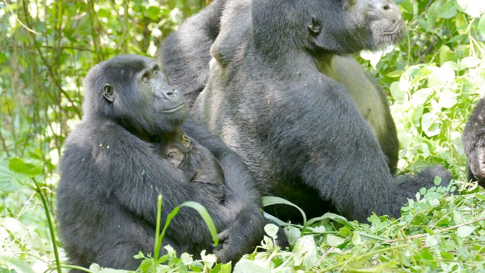 Weibliche Berggorillas können ganz schön alt werden - wie hier im Bwindi Impenetrable Nationalpark. (Archivbild) Foto: Martha Robbins/EurekAlert/dpa