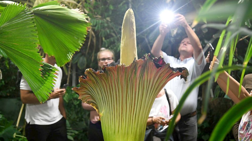 Unbekannte haben die schwere Knolle des Titanenwurz gestohlen. (Archivbild) Foto: Ina Fassbender/dpa