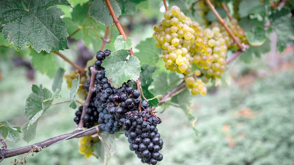 Die Weinernte fällt geringer aus als zu Beginn erwartet. (Archivbild) Foto: Daniel Vogl