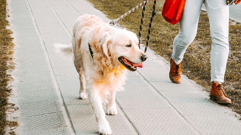 Während Hundehalter in manchen niedersächsischen Gemeinden nur eine Hundesteuer von 15 Euro im Jahr zahlen müssen, kommen andere um eine Abgabe von 150 Euro nicht herum. Foto: unsplash/Andriyko Podilnyk