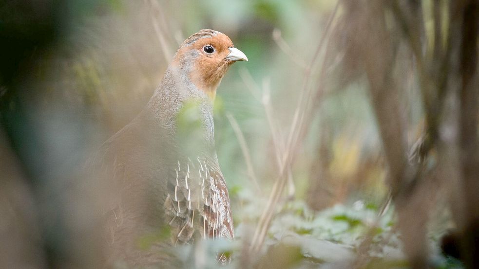 Ein Rebhuhn im Gehege des Zoologischen Gartens Wilhelma Foto: Sina Schuldt