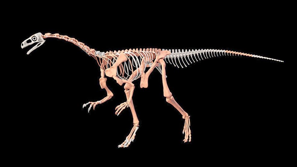 Nachbildung des Dinosauriers Huayracursor jaguensis Foto: ---/CONICET Argentina/dpa