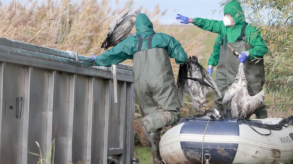 In Ostdeutschland werden derzeit vermehrt tote Kraniche gefunden. Sie sind Opfer der gefürchteten Vogelgrippe geworden. (Archivbild) Foto: Matthias Bein