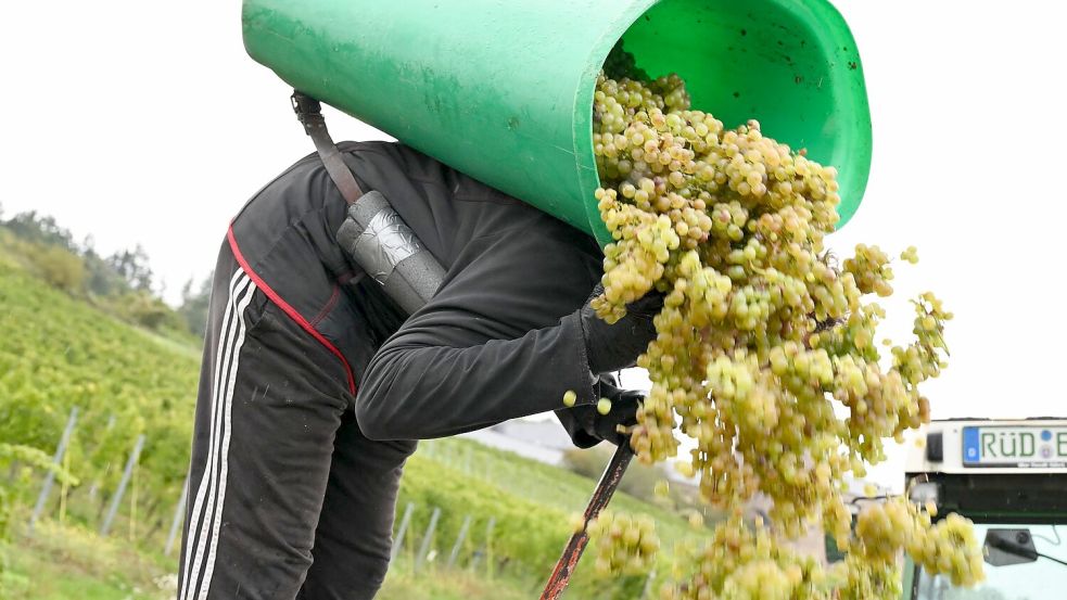 In Rheinhessen sind nach Schätzung des Deutschen Weininstituts 23 Prozent weniger Hektorliter Weinmost als im Durchschnitt geerntet worden. (Archivbild) Foto: Arne Dedert