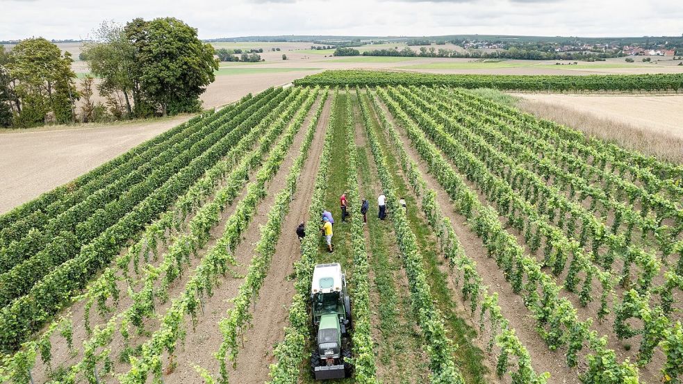 Eine Schätzung am Ende der Lese geht von deutlichen Einbrüchen bei der Menge aus. (Archivbild) Foto: Lando Hass