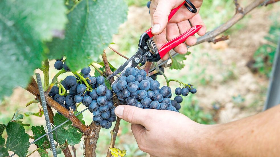 Die Qualität des 25er-Jahrgangs gilt als „ausgesprochen gut“. (Archivbild) Foto: Lando Hass