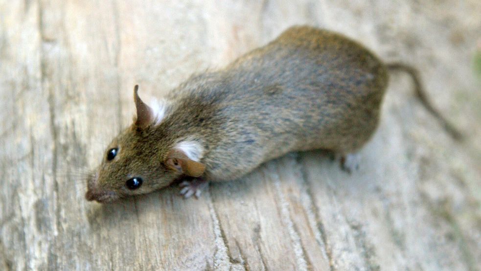 Eine Wanderratte in einer Parkanlage. Auch in Ostfriesland sind Ratten immer da - mehr oder weniger sichtbar. Sie sind eine echte Plage geworden. Foto: Arno Burgi/dpa