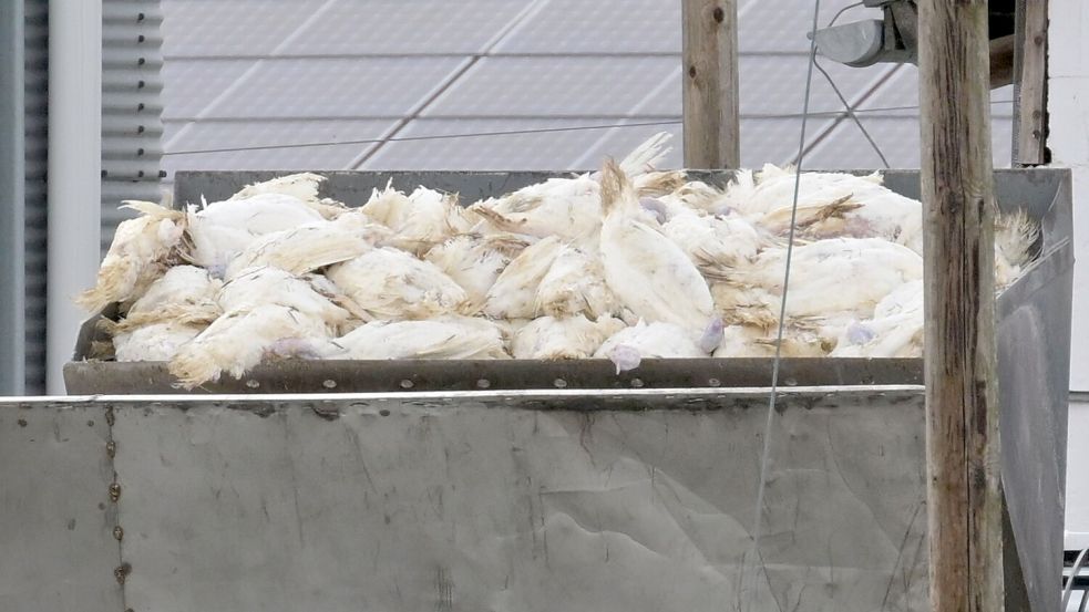 Wenn in einem Geflügelbetrieb die Vogelgrippe nachgewiesen wurde, müssen alle Tiere vorsorglich getötet und vernichtet werden. Die Tierseuchenkasse leistet Entschädigungszahlungen. (Illustration) Foto: Michael Bahlo
