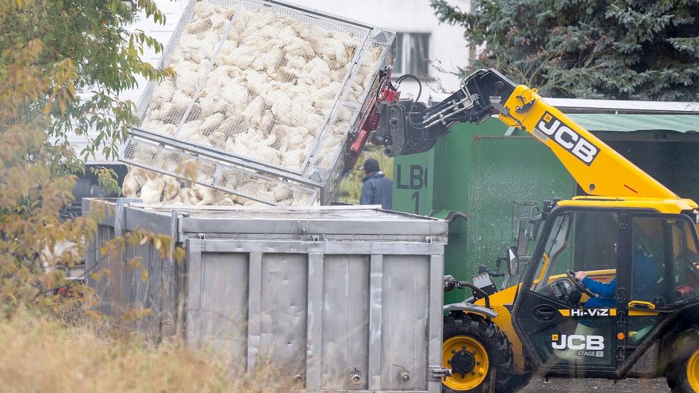 Unzählige Gänse und Enten mussten aufgrund des Vogelgrippe-Ausbruchs in Agrarbetrieben bereits getötet werden. (Archivbild) Foto: Christophe Gateau