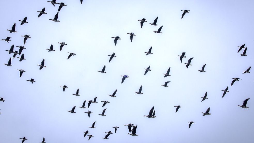 Ein Schwarm Wildgänse fliegt hoch am Himmel. Zugvögel können das Virus verbreiten. Foto: DPA