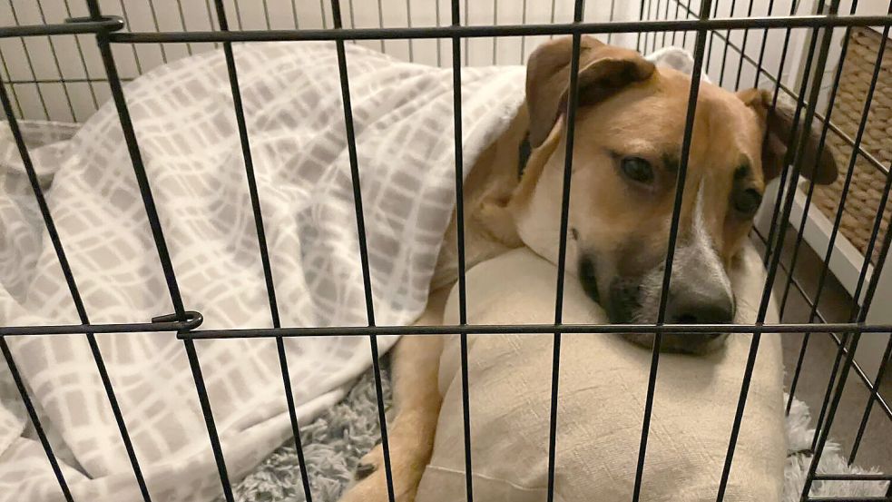 Aus dem Tierheim in ein liebevolles Zuhause: Rocky hatte Glück. Foto: Kristina Mehlert