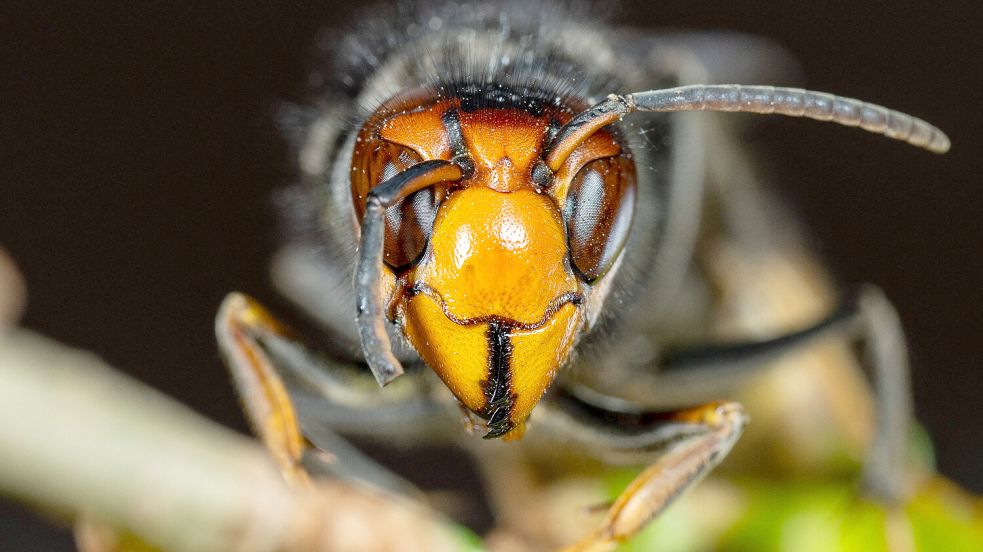Asiatische Riesenhornissen greifen in Laos Touristen an: Die Attacke endet tödlich. Foto: IMAGO/Geyres Christophe ABACA
