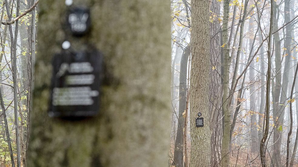 In vielen Begräbniswäldern weisen kleine Tafeln mit den Namen der Verstorbenen auf ihre letzte Ruhestätte hin. Foto: DPA