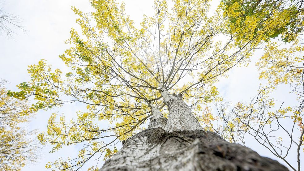 Die Zitterpappel steht für Widerstandskraft, Artenvielfalt sowie Erneuerung. Foto: Julian Stratenschulte