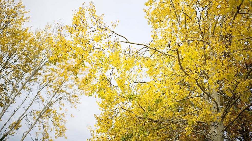 Die Zitterpappel verdankt ihr typisches, „zitterndes“ Laub dem seitlich abgeflachten Blattstiel – schon ein leichter Wind versetzt ihre Krone in Bewegung. Foto: Julian Stratenschulte