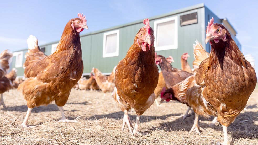 Legehennen laufen, picken und scharren auf einer Wiesenfläche. Für Geflügelbetriebe mit mehr als 50 Tieren gilt im Landkreis Aurich und in Emden ab Donnerstag, 6. November, eine Aufstallpfllicht. Foto: Christian Lademann/DPA