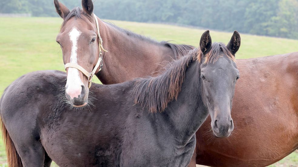 Viele wünschen sich ein Pferd - aber mit welchen Kosten müssen Pferdehalter eigentlich rechnen? Foto: IMAGO / Frank Sorge