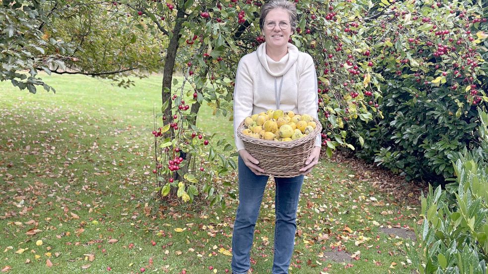 2025 ist ein „Quittenjahr“. Landfrau Silke Nissen freut sich über die reiche Ernte. Foto: Petra Südmeyer