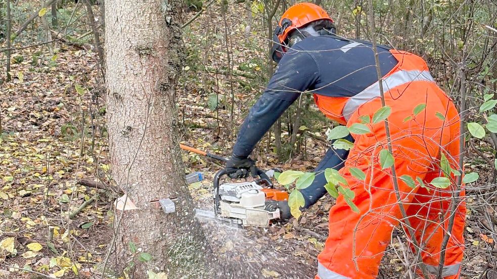 Für die Fachgruppe Räumen im Einsatz: Im Rahmen einer Übung wurden in Celle Bäume gefällt. Foto: privat