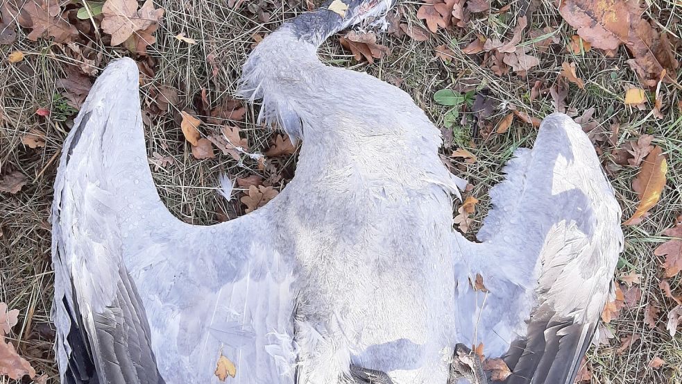 Ein verendeter Kranich im Venner Moor: Spaziergänger André Staron entdeckte am vergangenen Sonntag diesen und weitere tote Kraniche sowie Graugänse – mutmaßlich sind sie an der Vogelgrippe verendet. Die Funde wurden dem Veterinäramt gemeldet. Foto: André Staron