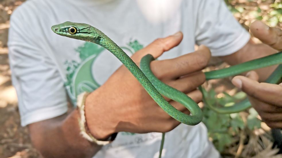 Ein Principe-Smaragdnatter Foto: Patricia Guedes/Universität Oxf