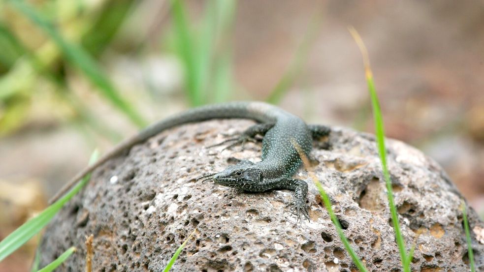 Eine Madeira-Eidechse Foto: Ricardo Rocha/Universität Oxford