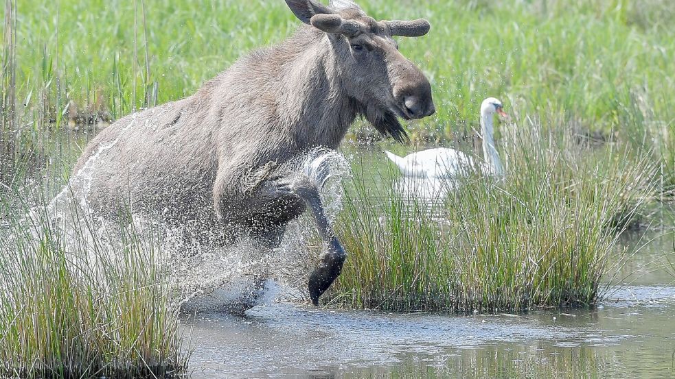 Experten glauben, dass sich die Tiere künftig wieder dauerhaft in Deutschland ansiedeln könnten. (Symbolbild) Foto: Patrick Pleul