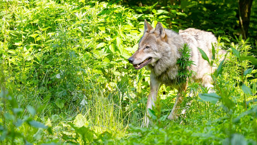 Ein Wolf läuft zwischen Sträuchern hindurch. In Ostfriesland gab es zuletzt weniger Nutztierrisse als im Vorjahr. Foto: DPA