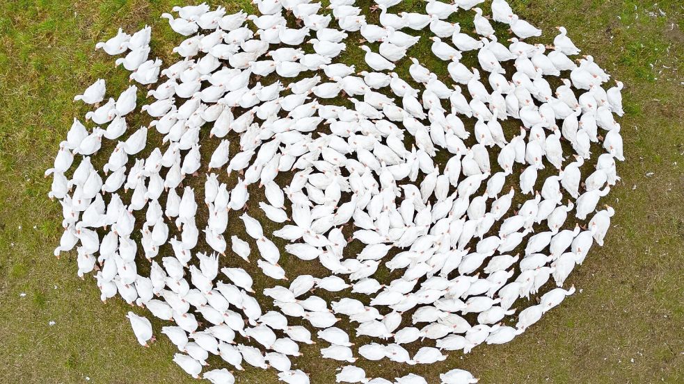 Schnatter, schnatter: Zuchtgänse laufen über eine Wiese in Sachsen. (Archivbild) Foto: Robert Michael