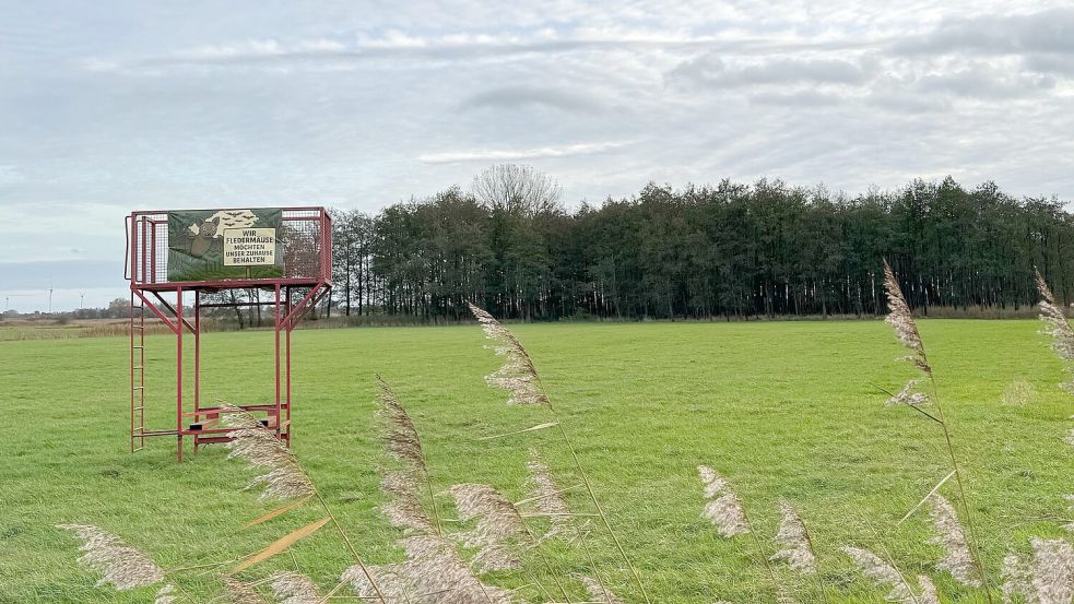 Der Fledermauswald in Forlitz Blaukirchen sorgt seit Monaten für Diskussionen.