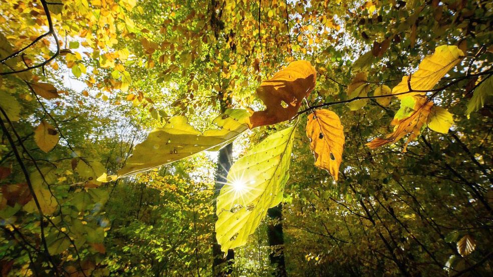 Im Laufe der Woche sind mancherorts Temperaturen bis 20 Grad möglich Foto: Julian Stratenschulte