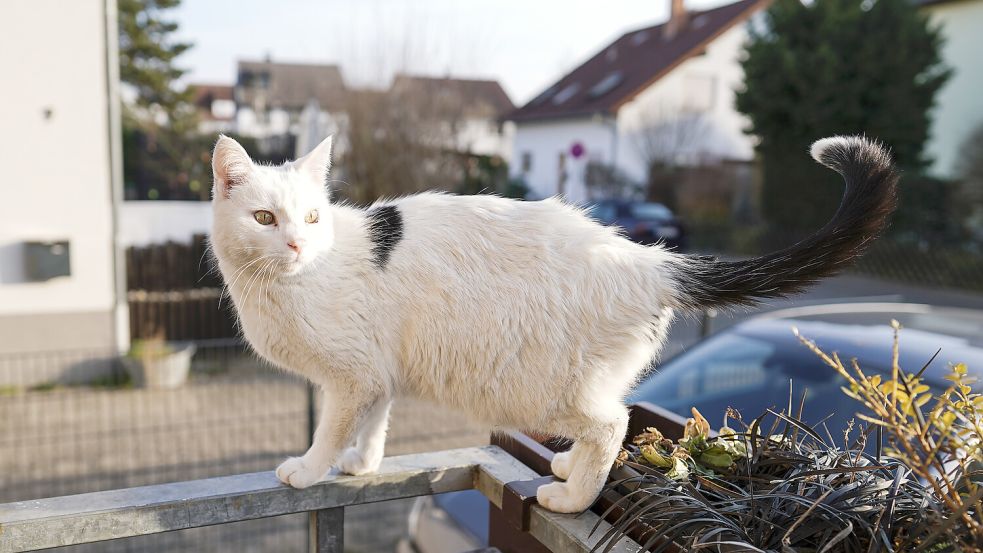 Die Vogelgrippe ist auch gefährlich für Katzen Foto: picture alliance/dpa/Uwe Anspach