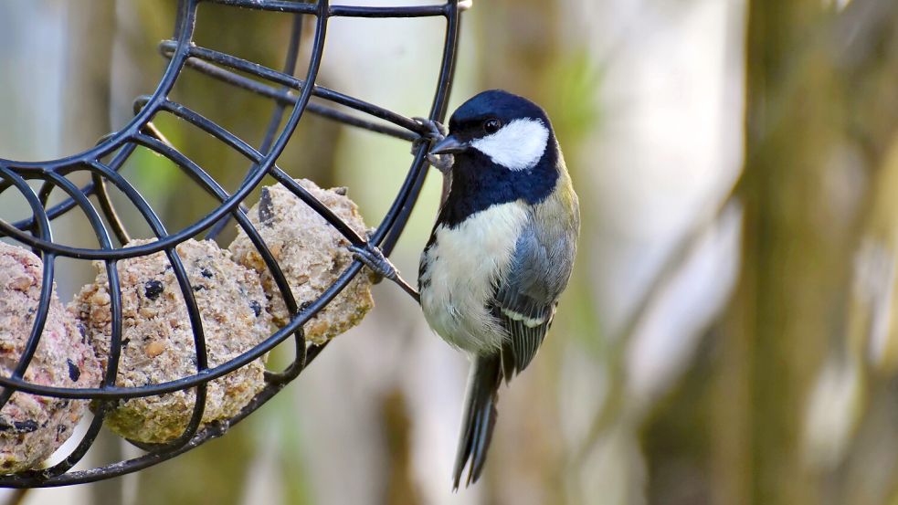 Für Meisenknödel ohne Netz gibt es eine größere Auswahl an Möglichkeiten, diese aufzuhängen. Dieses Rad kann mehrfach nachgefüllt werden. Foto: Archiv