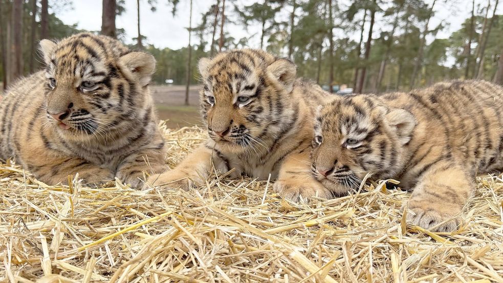 Diese drei Tigerbabys wurden im Serengeti-Park in Hodenhagen geboren. Foto: -/Serengeti-Park Hodenhagen/dpa