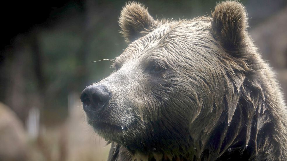 In British Columbia in Kanada gab es Verletzte beim Angriff eines Grizzlybärs auf eine Schulklasse. (Symbolbild) Foto: Brontë Wittpenn/San Francisco Ch