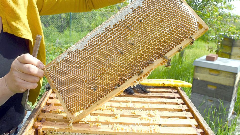 Eine Imkerin bei der Arbeit - in der Wabe dürfte jede Menge Honig sein. (Symbolfoto) Foto: Waltraud Grubitzsch
