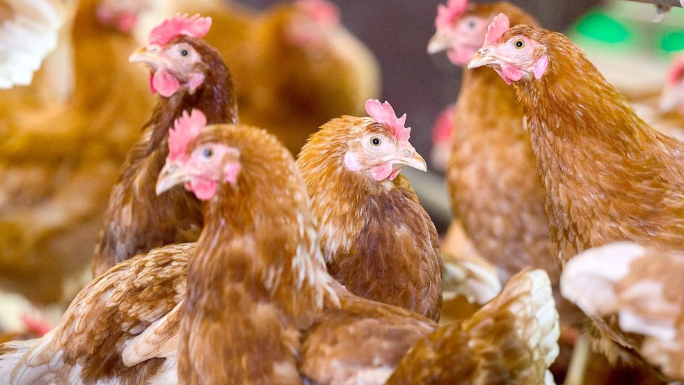 Ein mit dem Vogelgrippevirus H5N5 infizierter Mensch ist in den USA gestorben. (Symbolbild) Foto: Julian Stratenschulte