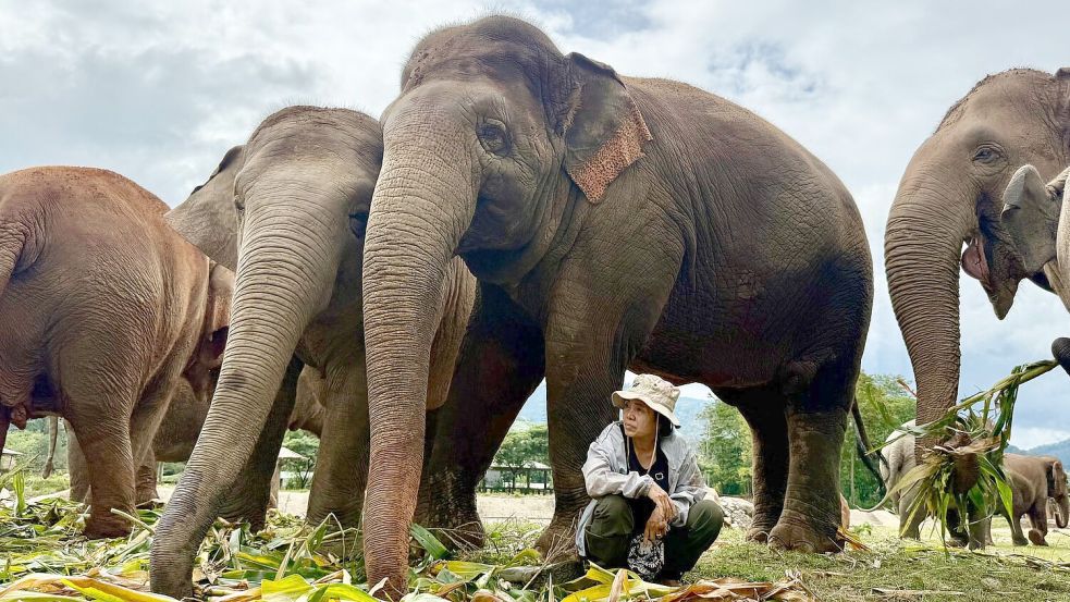 Völlig ohne Angst sitzt Lek oft unter den tonnenschweren Körpern ihrer Schützlinge. Foto: Carola Frentzen/dpa