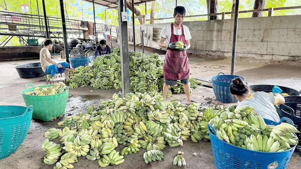 In der „Elefantenküche“ werden täglich Tausende Bananen für die Tiere vorbereitet. Foto: Carola Frentzen/dpa