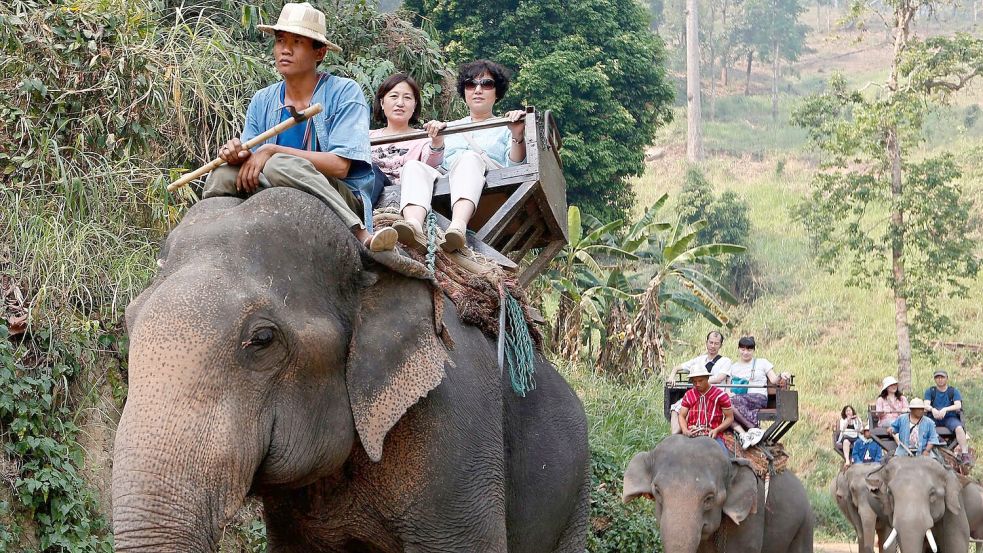 Noch immer werden Elefanten in Thailand für Touristenritte ausgebeutet - aber immer mehr Camps steigen auf eine tierfreundlichere Behandlung um. (Archivbild) Foto: picture alliance / dpa