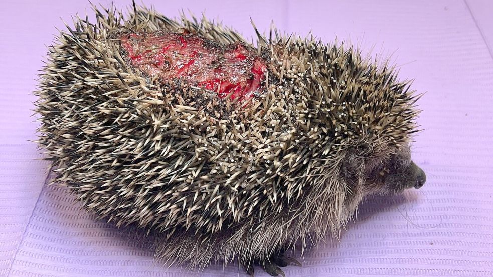 Dieser Igel wurde durch einen Rasenmäherroboter schwer verletzt, so Diedrich Kleen. Foto: privat