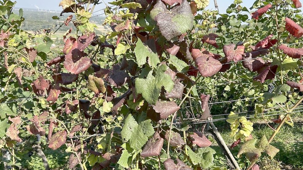 Ein Anzeichen für befallene Reben können unter anderem rötliche, eingerollte Blätter sein. Foto: -/WBI Freiburg/dpa