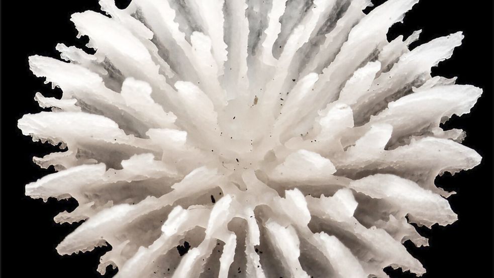 Gefunden wurden die Korallen in über 4000 Meter Tiefe zwischen Hawaii und Mexiko. Foto: Guadalupe Bribiesca-Contreras/Na